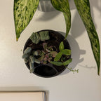 Round Self Watering Design Planter
