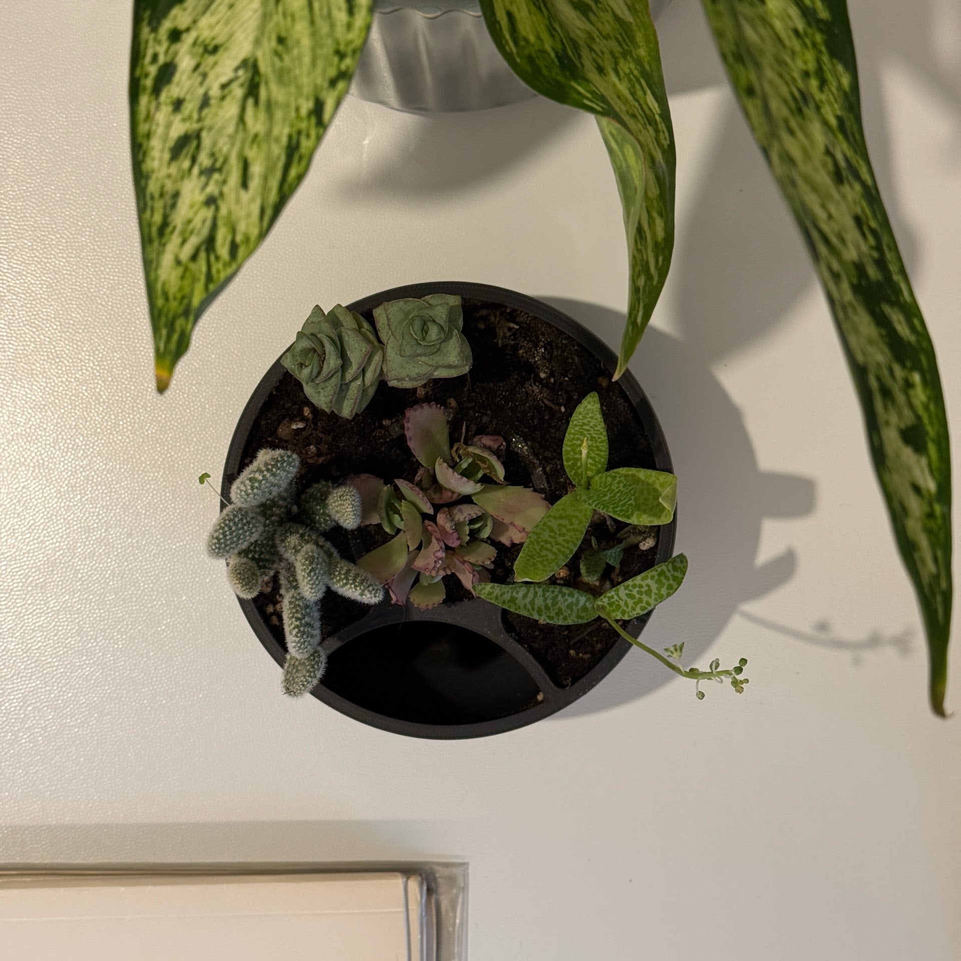 Round Self Watering Design Planter